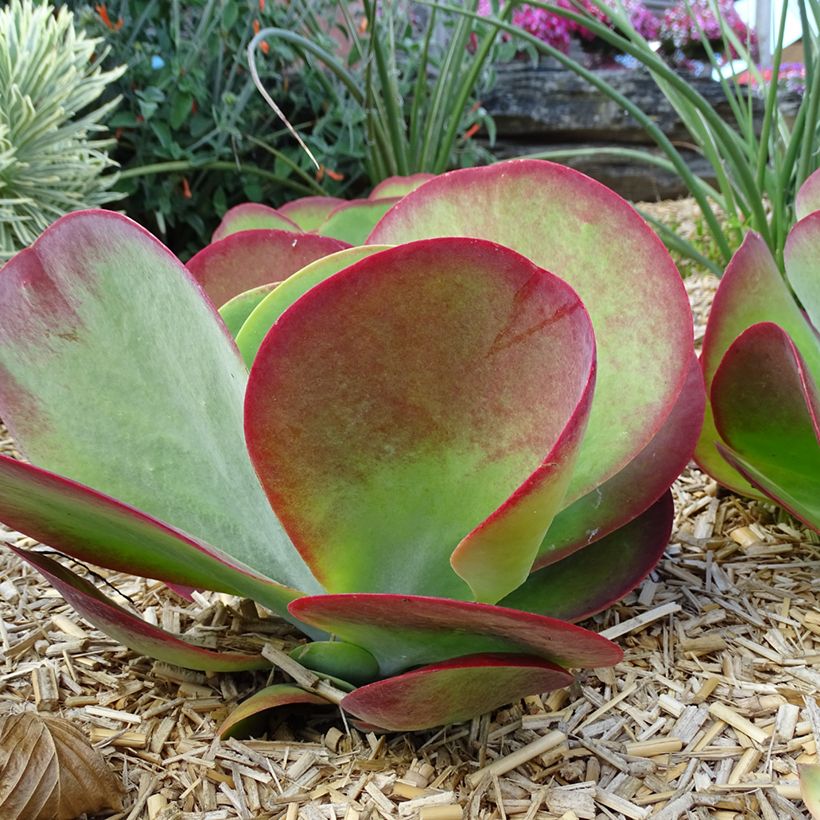 Kalanchoe thyrsiflora Bronze Sculpture - Wüstenkohl (Hafen)