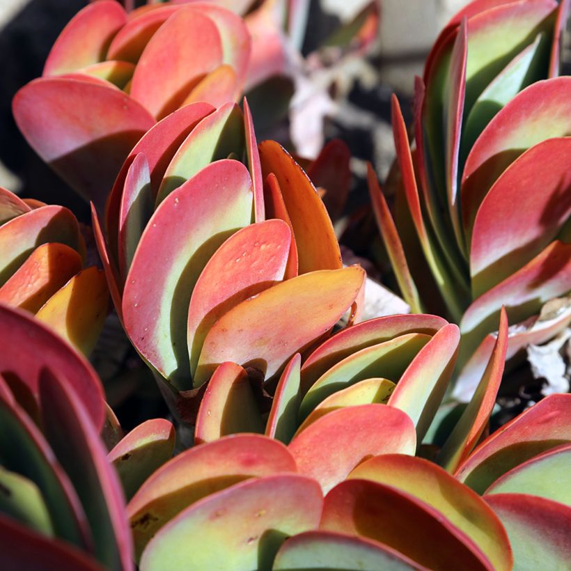 Kalanchoe thyrsiflora (Laub)