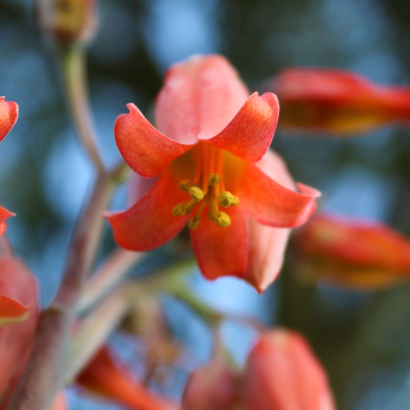 Kalanchoe thyrsiflora (Blüte)