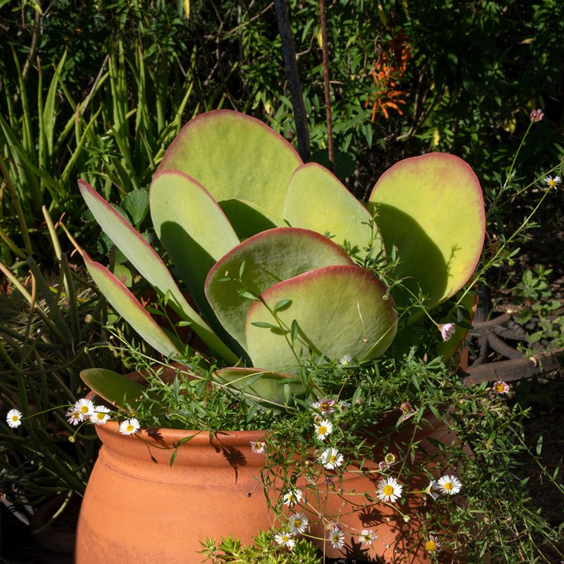 Kalanchoe thyrsiflora (Hafen)