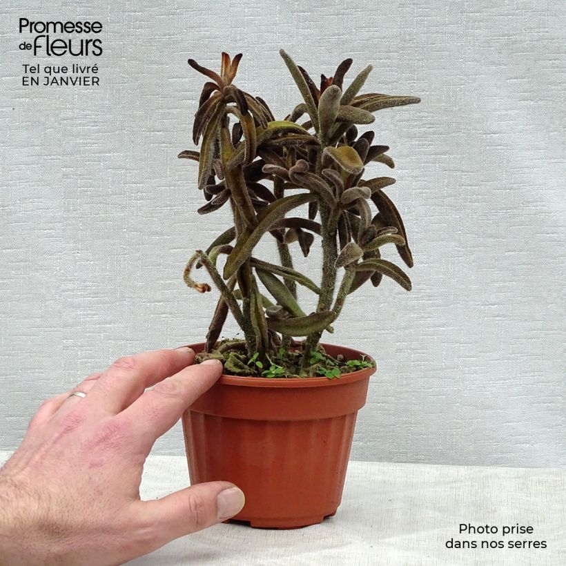Exemplar von Kalanchoe tomentosa - Panda-Pflanze Topf 12 cm / 13 cm wie im Winter geliefert