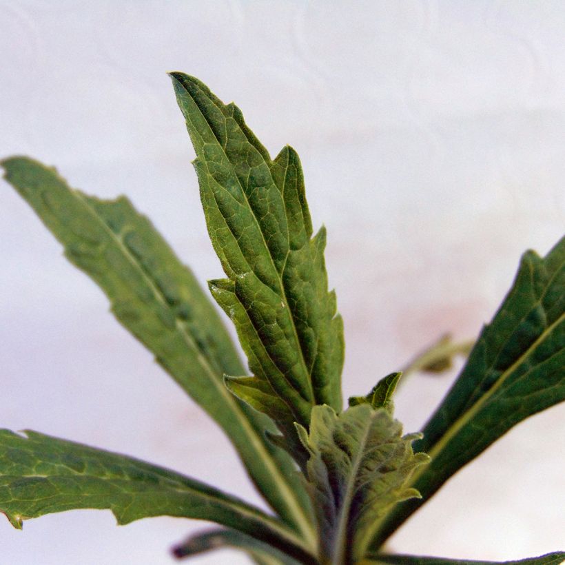 Schönaster - Kalimeris incisa (Foliage)