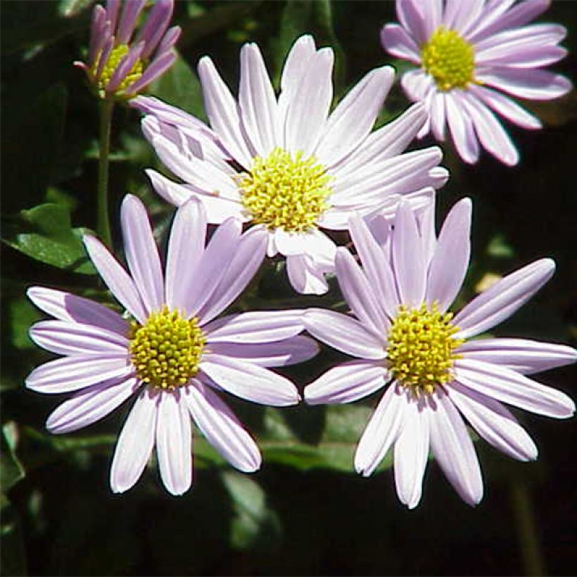 Schönaster - Kalimeris incisa (Flowering)