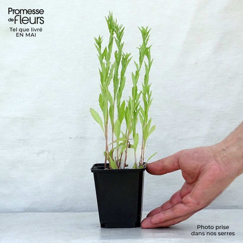 Exemplar von Schönaster - Kalimeris incisa Kleine Töpfe von 8/9 cm wie im Frühjahr geliefert