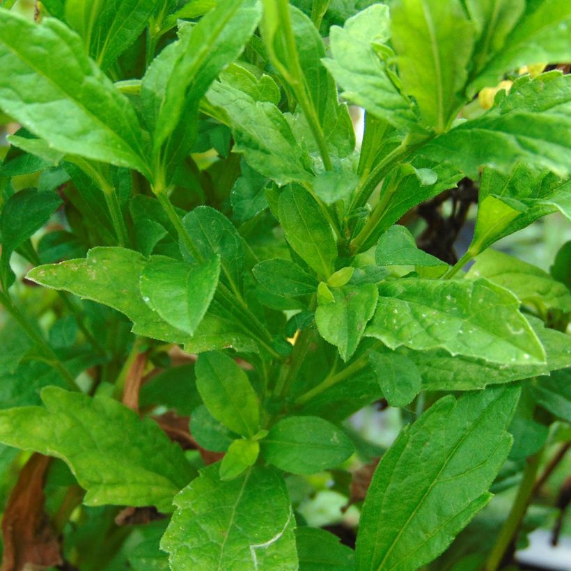 Schönaster Blue Star - Kalimeris incisa (Foliage)