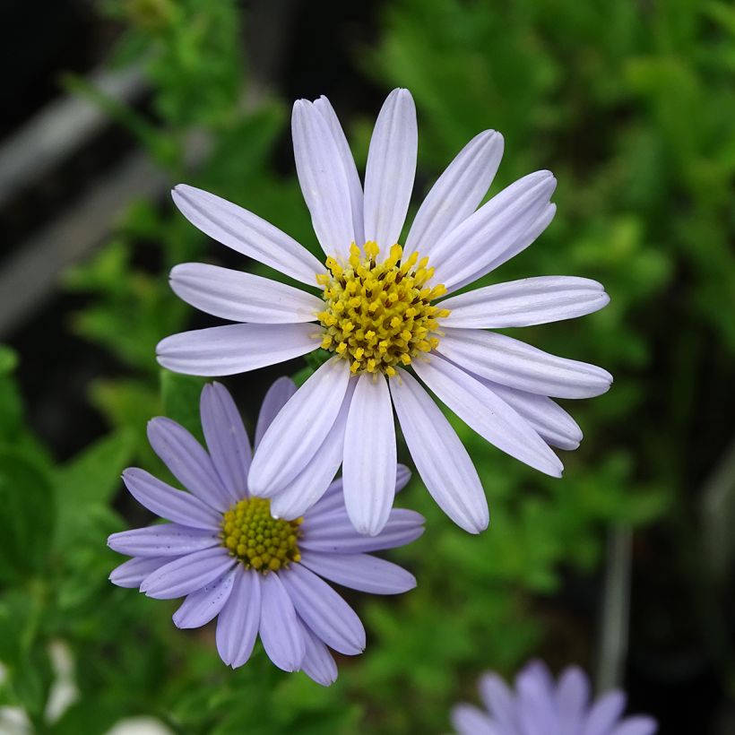 Schönaster Blue Star - Kalimeris incisa (Flowering)