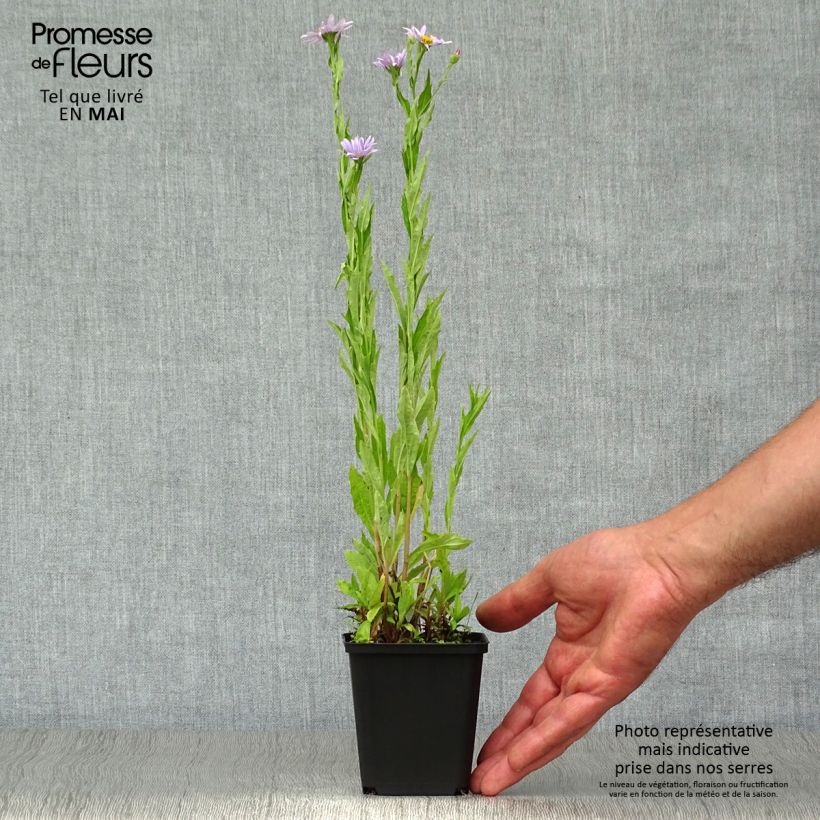 Exemplar von Schönaster Blue Star - Kalimeris incisa Kleine Töpfe von 8/9 cm wie im Frühjahr geliefert