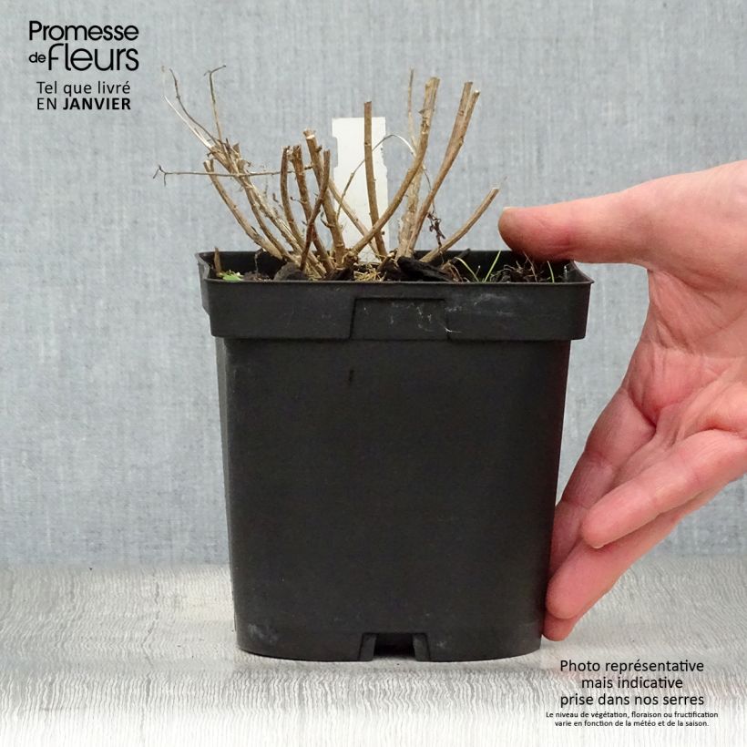 Exemplar von Schönaster Blue Star - Kalimeris incisa Topf mit 2L/3L wie im Winter geliefert