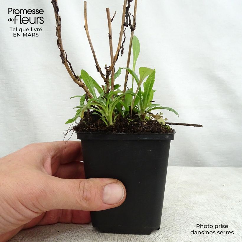 Exemplar von Schönaster Charlotte - Kalimeris incisa Kleine Töpfe von 8/9 cm wie im Frühjahr geliefert