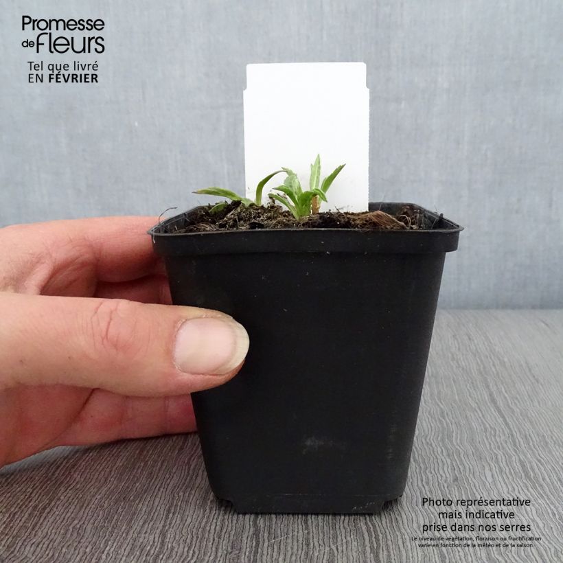 Exemplar von Schönaster Charlotte - Kalimeris incisa Kleine Töpfe von 8/9 cm wie im Winter geliefert