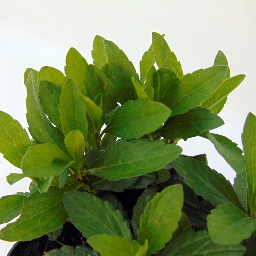 Schönaster Nana Blue - Kalimeris incisa (Foliage)