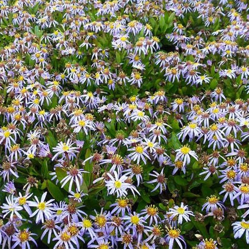 Schönaster Nana Blue - Kalimeris incisa (Flowering)