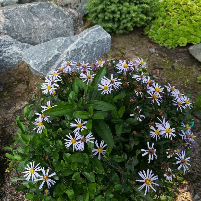 Schönaster Nana Blue - Kalimeris incisa (Plant habit)