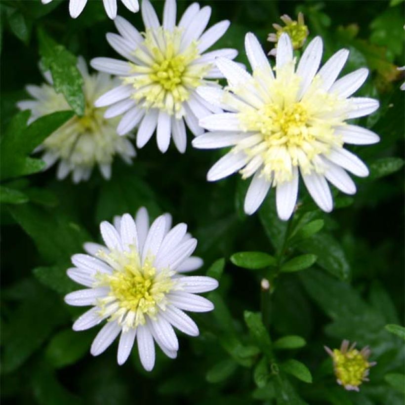Blaue Schönaster - Kalimeris mongolica (Flowering)