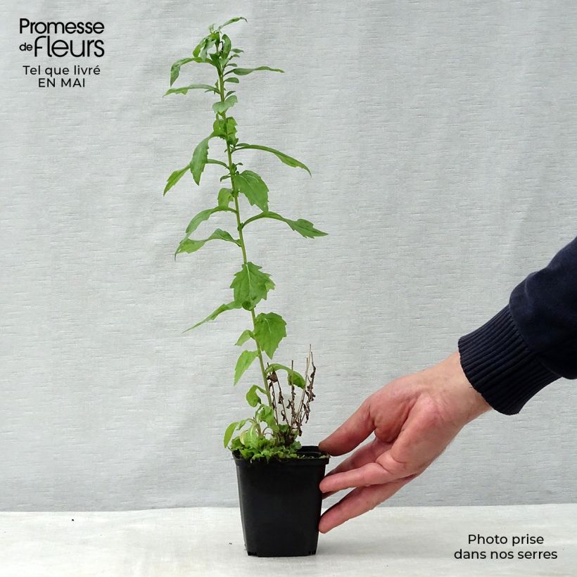 Exemplar von Blaue Schönaster Antonia - Kalimeris mongolica Kleine Töpfe von 8/9 cm wie im Frühjahr geliefert