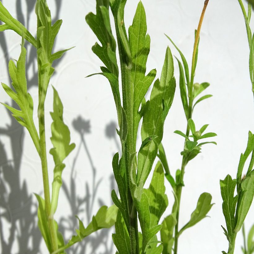 Schönaster var. hortensis - Kalimeris pinnatifida (Foliage)