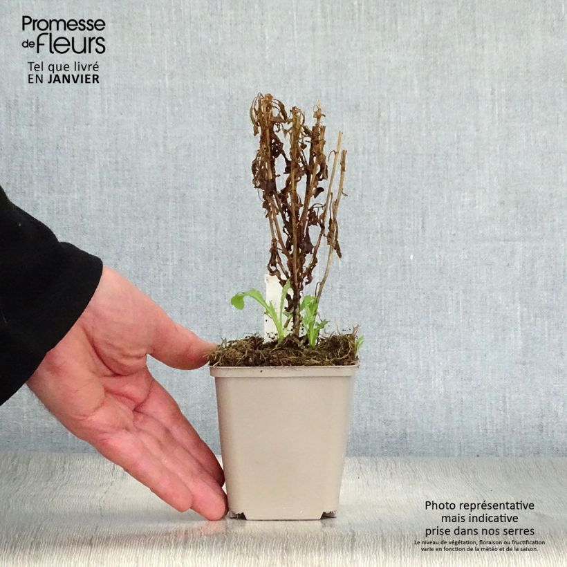 Exemplar von Schönaster var. hortensis - Kalimeris pinnatifida Kleine Töpfe von 8/9 cm wie im Winter geliefert