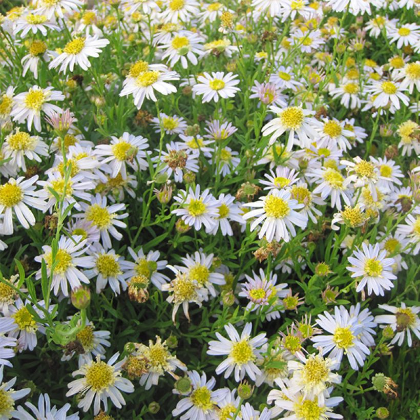 Schönaster var. hortensis - Kalimeris pinnatifida (Flowering)