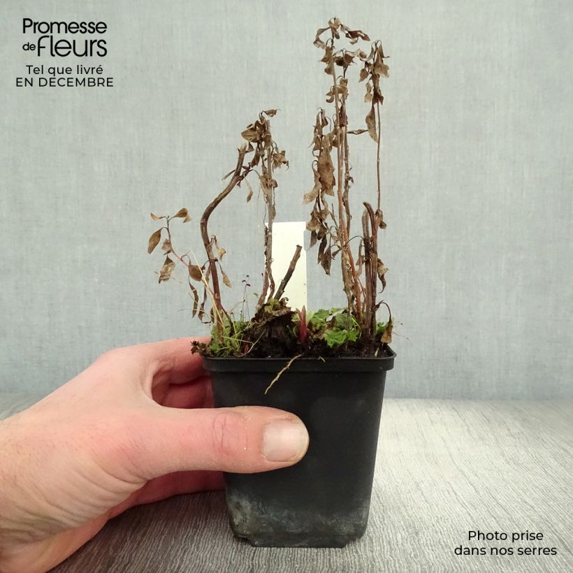 Exemplar von Schönaster Shogun - Kalimeris yomena Kleine Töpfe von 8/9 cm wie im Winter geliefert