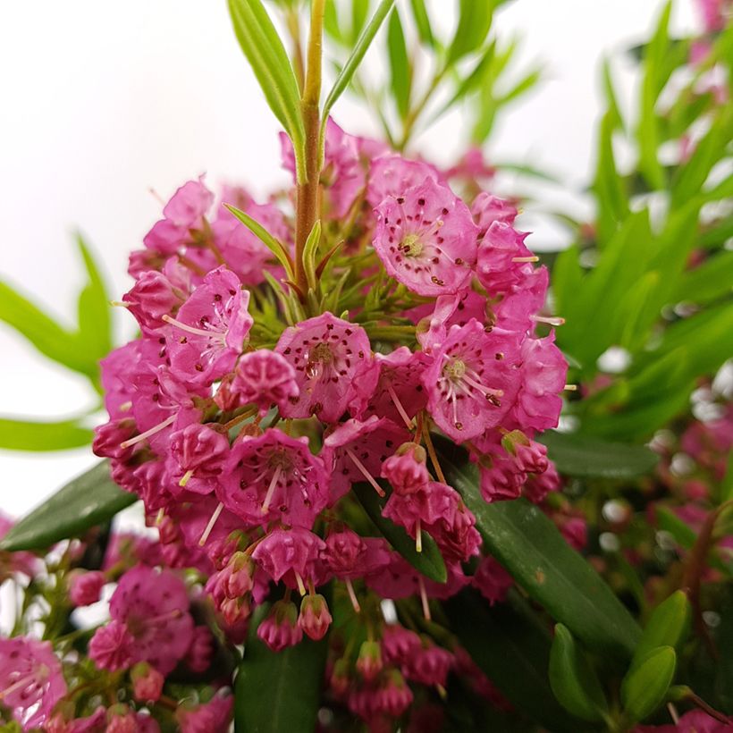 Kalmia angustifolia Rubra - Schmalblättrige Lorbeerrose (Flowering)