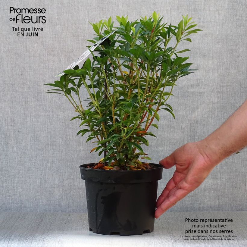 Exemplar von Lorbeerrose Elf - Kalmia latifolia Topf mit 3L/4L wie im Sommer geliefert