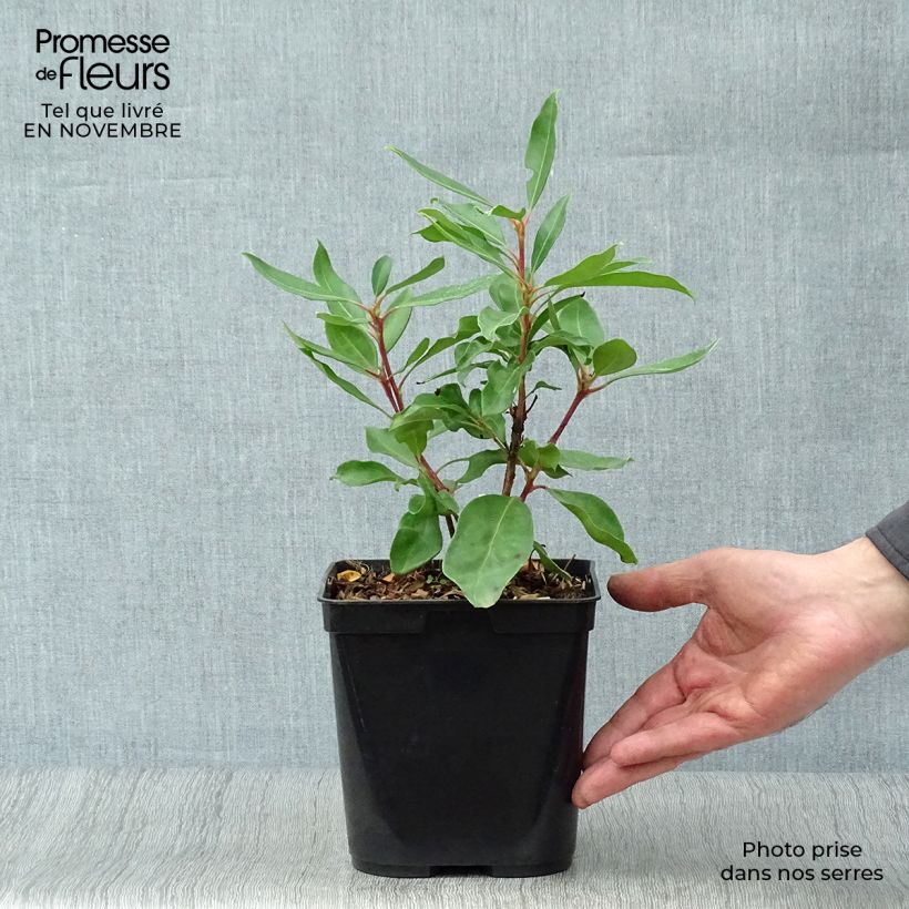 Example of Lorbeerrose Ewa - Kalmia latifolia Topf mit 3L/4L as you get in automne