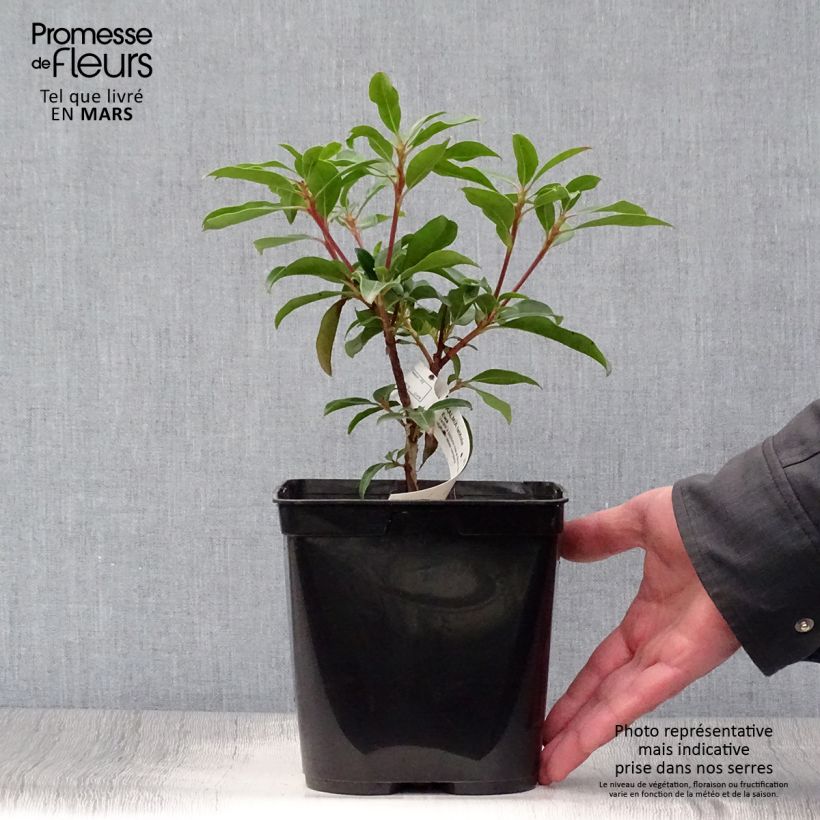 Exemplar von Lorbeerrose Ewa - Kalmia latifolia Topf mit 3L/4L wie im Frühjahr geliefert