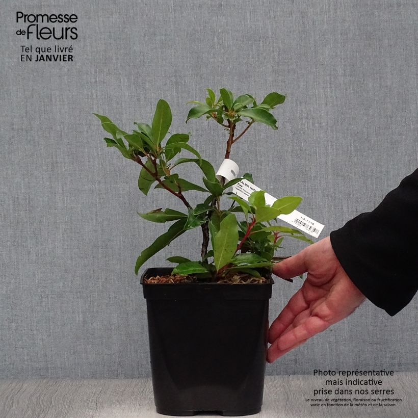 Exemplar von Lorbeerrose Ewa - Kalmia latifolia Topf mit 3L/4L wie im Winter geliefert