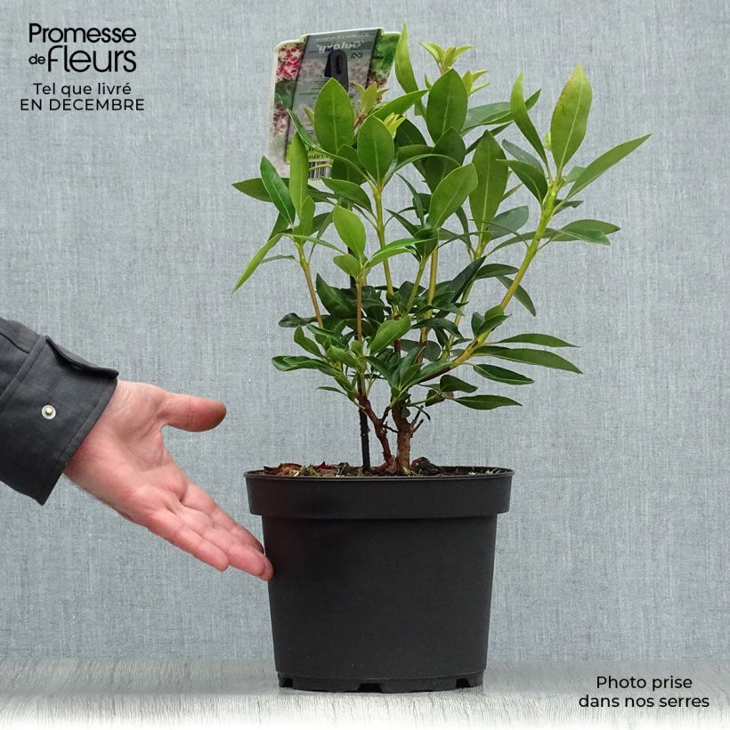 Example of Lorbeerrose Galaxy - Kalmia latifolia Topf mit 4L/5L as you get in hiver