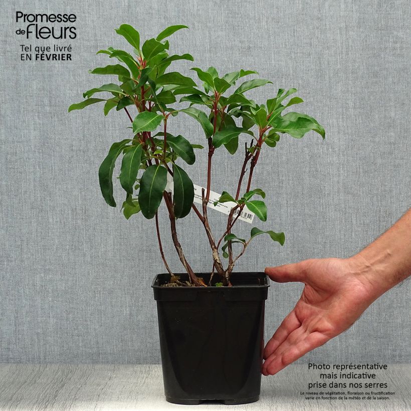 Example of Lorbeerrose Keepsake - Kalmia latifolia Topf mit 2L/3L as you get in automne