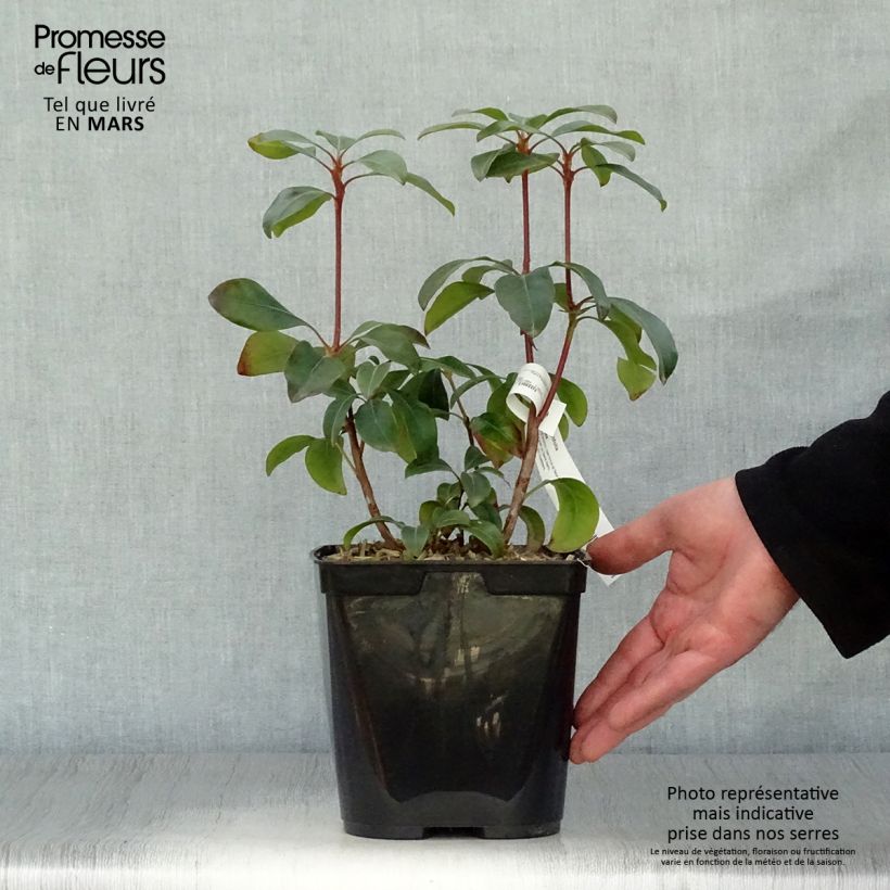 Exemplar von Lorbeerrose Keepsake - Kalmia latifolia Topf mit 2L/3L wie im Frühjahr geliefert