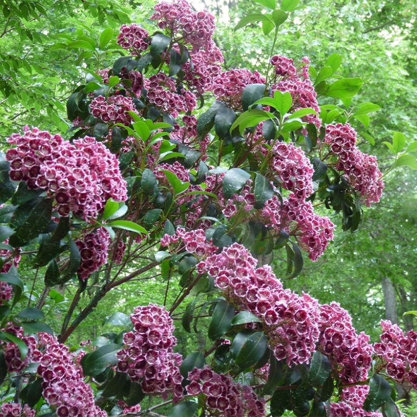 Lorbeerrose Keepsake - Kalmia latifolia (Plant habit)