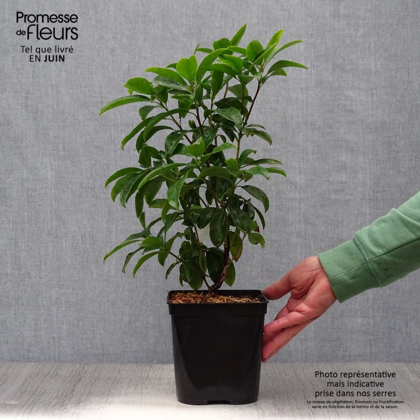 Exemplar von Lorbeerrose Latchmin - Kalmia latifolia Topf mit 4L/5L wie im Sommer geliefert