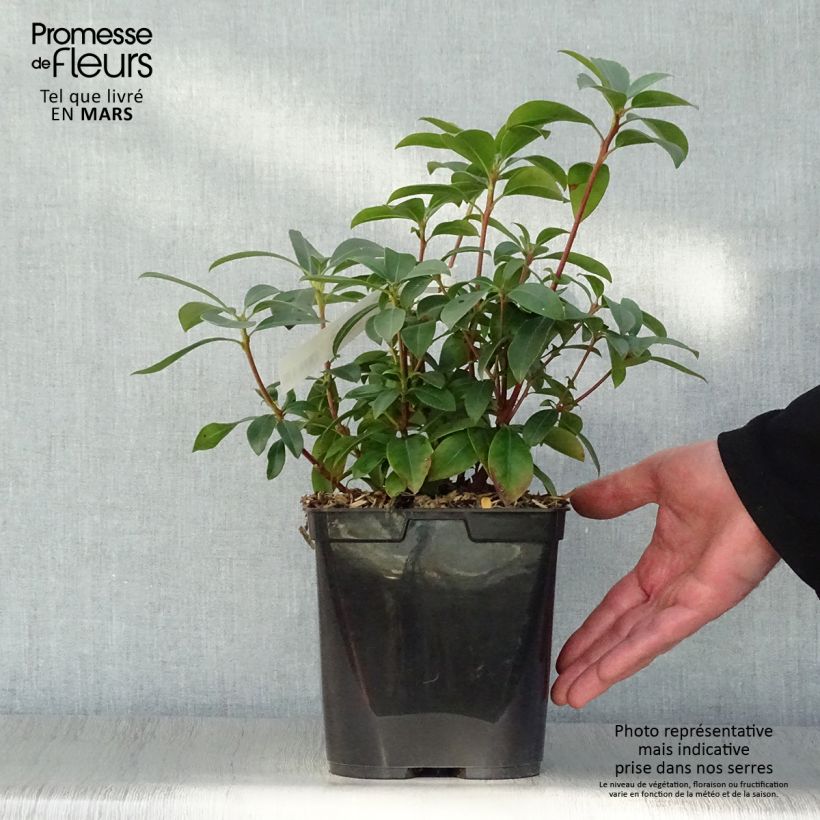 Exemplar von Lorbeerrose Latchmin - Kalmia latifolia Topf mit 4L/5L wie im Frühjahr geliefert