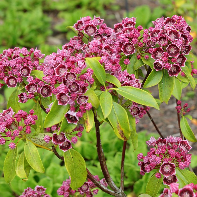 Lorbeerrose Latchmin - Kalmia latifolia (Flowering)