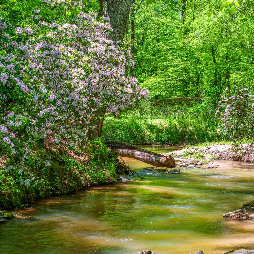 Lorbeerrose - Kalmia latifolia (Hafen)