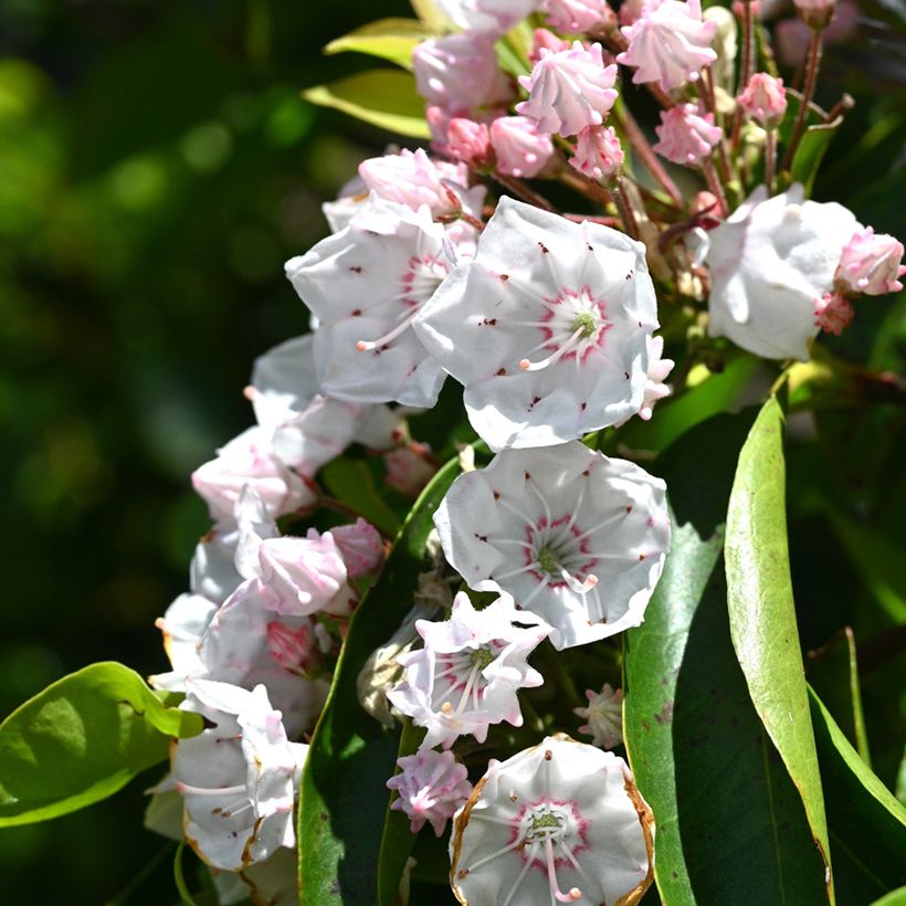 Lorbeerrose - Kalmia latifolia (Flowering)