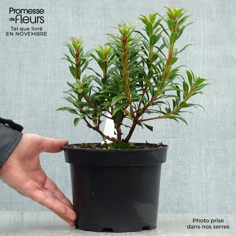 Example of Lorbeerrose Minuet - Kalmia latifolia Topf mit 2L/3L as you get in automne