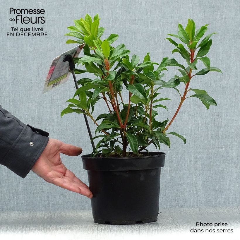 Exemplar von Lorbeerrose Olympic Fire - Kalmia latifolia Topf mit 3L/4L wie im Winter geliefert