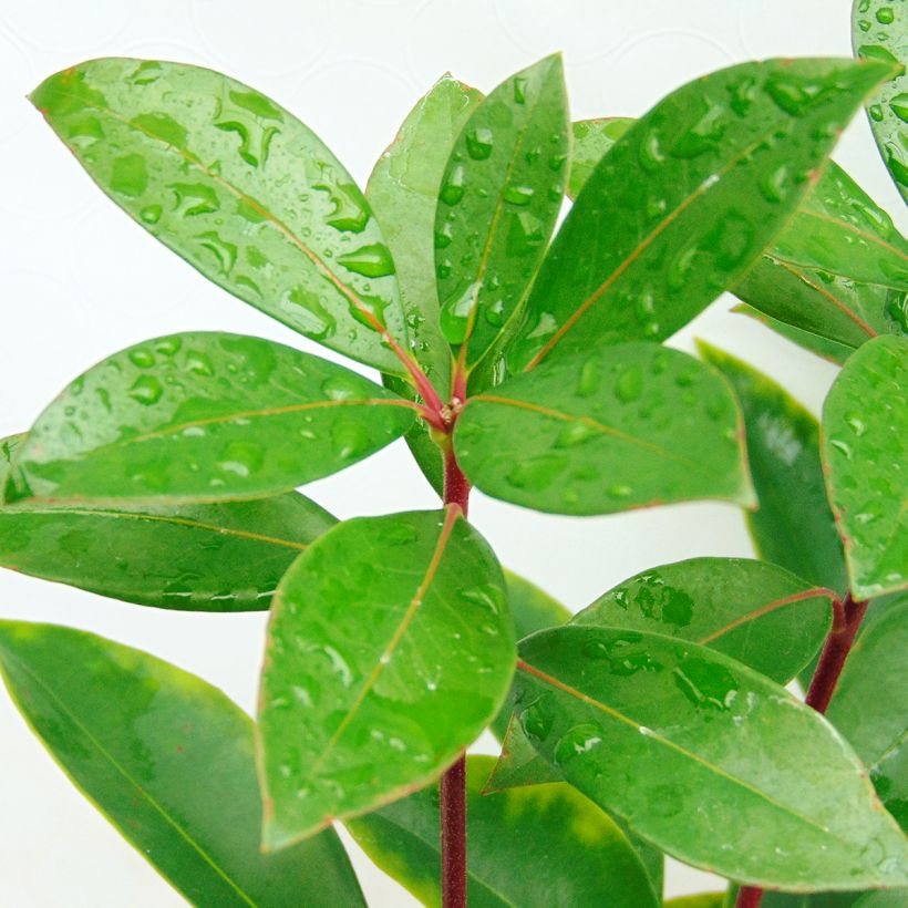 Lorbeerrose Peppermint - Kalmia latifolia (Foliage)