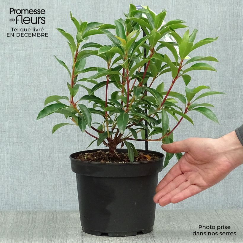 Exemplar von Lorbeerrose Peppermint - Kalmia latifolia Topf mit 3L/4L wie im Winter geliefert