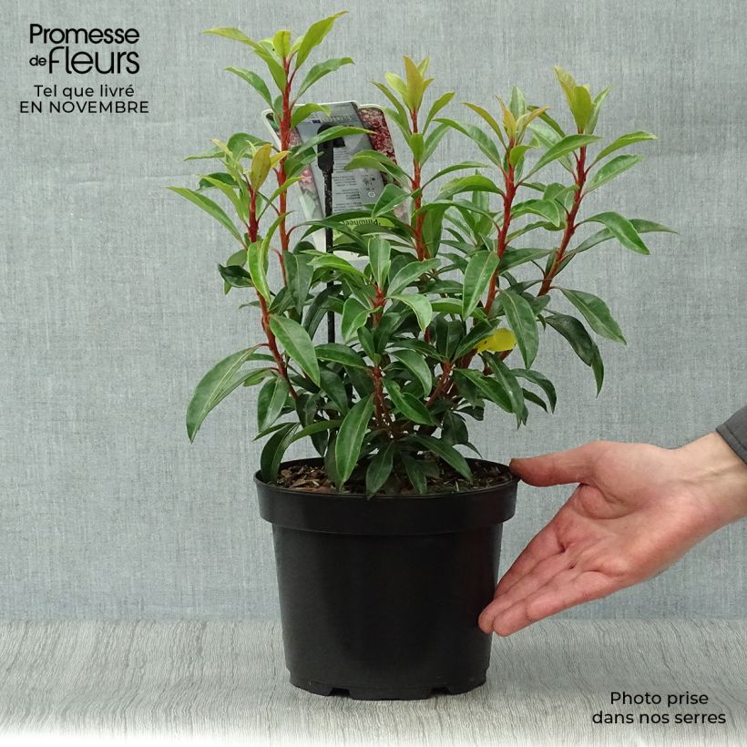 Example of Lorbeerrose Pinwheel - Kalmia latifolia Topf mit 3L/4L as you get in automne