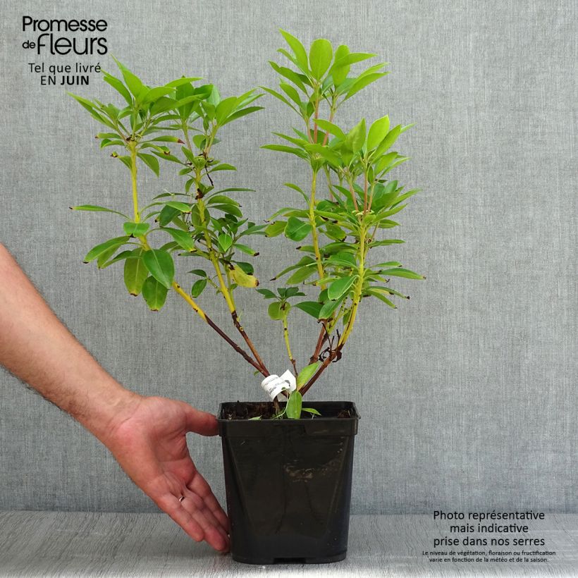 Exemplar von Lorbeerrose Tad - Kalmia latifolia Topf mit 3L/4L wie im Sommer geliefert