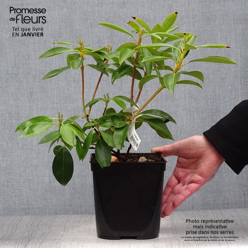 Exemplar von Lorbeerrose Tad - Kalmia latifolia Topf mit 3L/4L wie im Winter geliefert