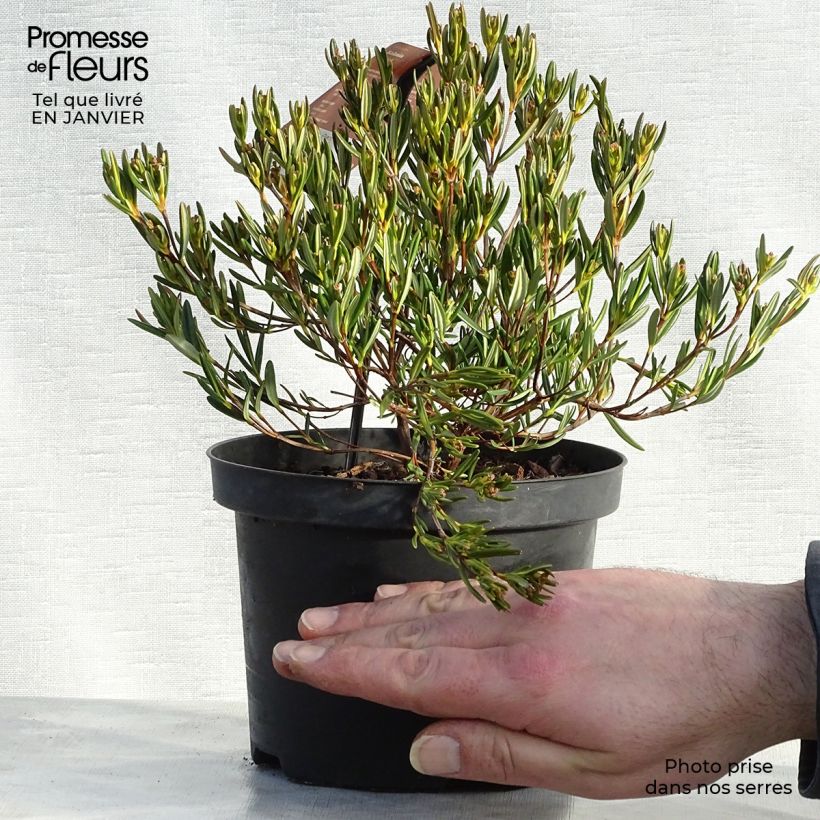 Exemplar von Zwerg-Berglorbeer - Kalmia polifolia Topf mit 2L/3L wie im Winter geliefert