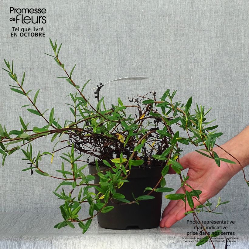 Example of Zwerg-Berglorbeer - Kalmia polifolia Topf mit 2L/3L as you get in automne