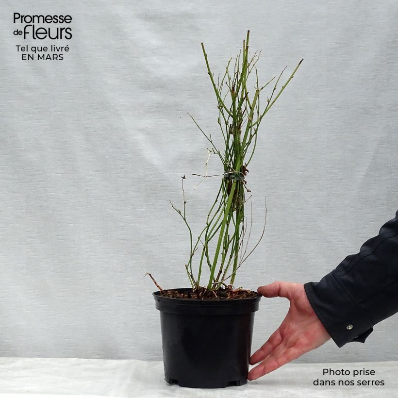 Exemplar von Goldröschen Golden Guinea - Kerria japonica Topf mit 2L/3L wie im Frühjahr geliefert