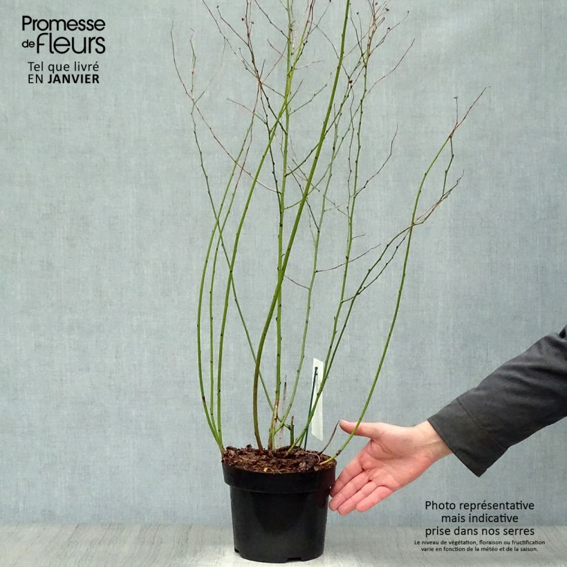 Exemplar von Goldröschen Golden Guinea - Kerria japonica Topf mit 2L/3L wie im Winter geliefert