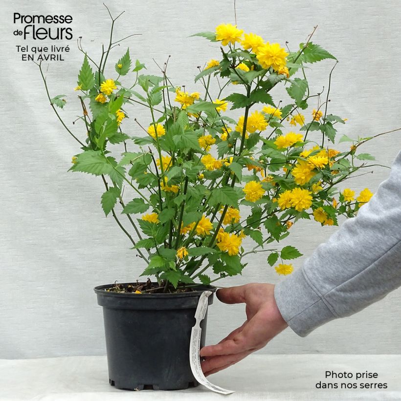 Exemplar von Goldröschen Pleniflora - Kerria japonica Topf mit 2L/3L wie im Frühjahr geliefert