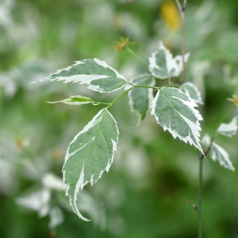 Goldröschen Picta - Kerria japonica (Foliage)